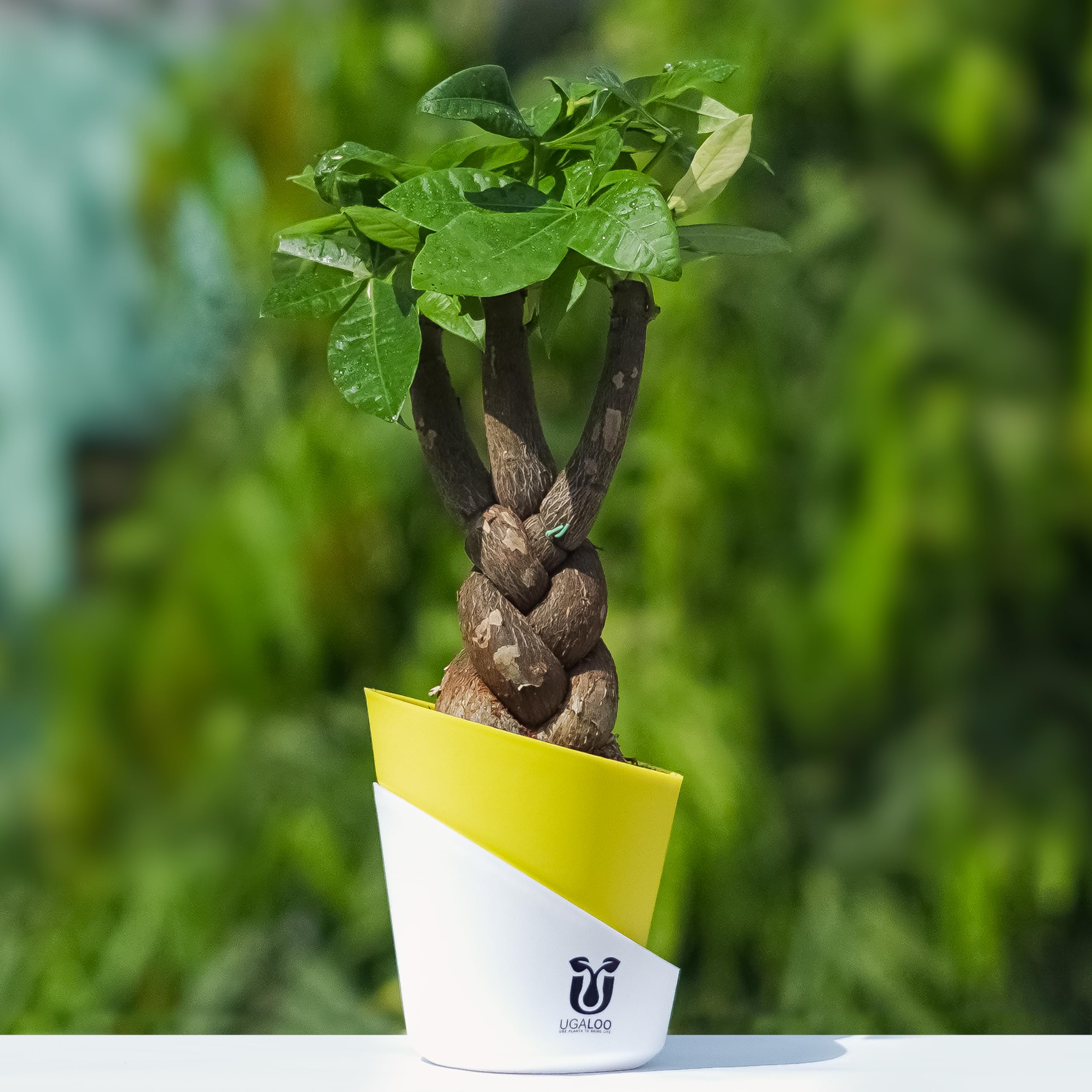 UGALOO Braided Pachira Aquatic (Money Tree Bonsai Plant) Indoor for Home & Office | Grafted Ornamental/Air Purifier Plant | with Self Watering Pot | Live Plant for Living Room | Air purifier plants-picture-36
