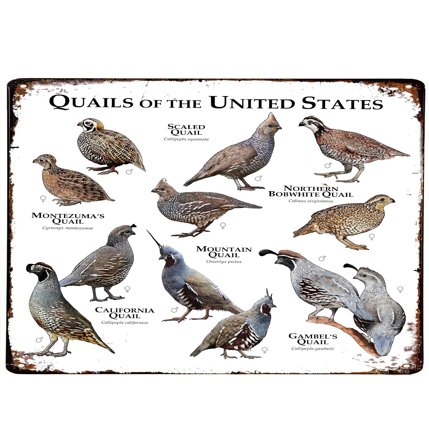 Oudrspo Quail Of The United States Vintage Metal Plaque Poster Retro Metal Tin Sign Plaque Wall Decor Gift For Bathroom Restaurant Farm Bedroom Cafe School 8X12inch