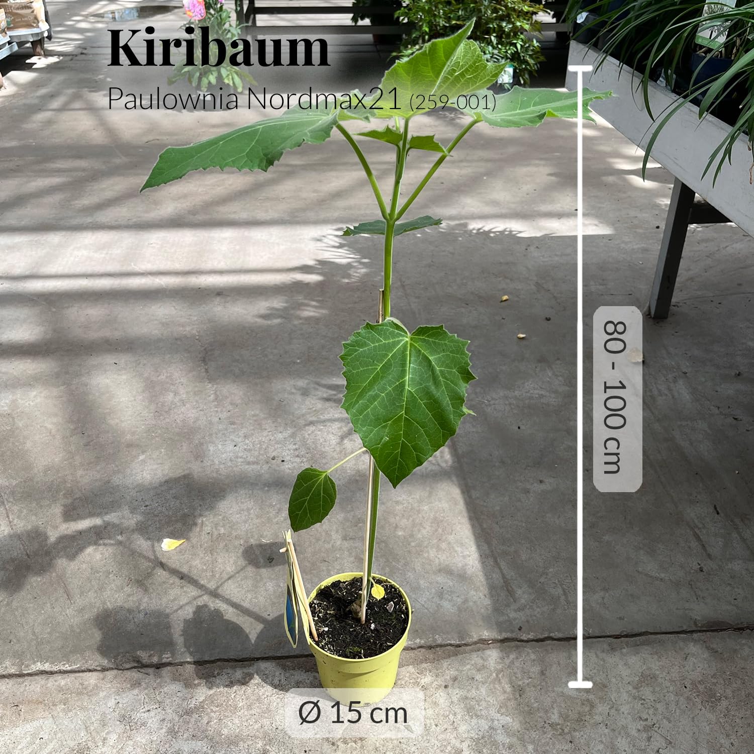Kiribaum mit Pflanzset | CO₂ Klimabaum schnellwachsend | Paulownia Nordmax21 inkl. Topf & Erde | winterharter Schattenbaum | ungiftig für Tiere & Kinder | Green Me Up