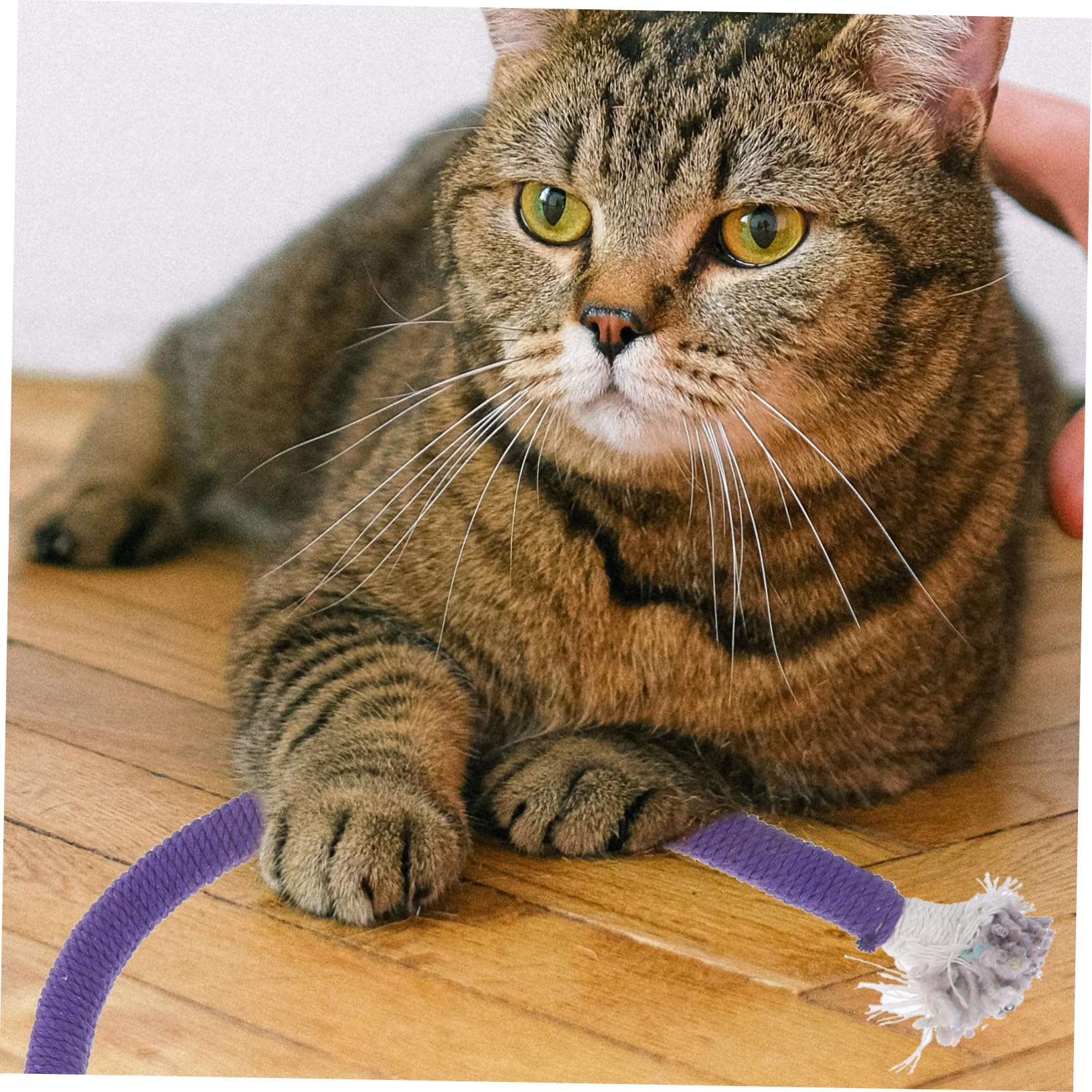 BESPORTBLE 12pezzi Giocattoli Interattivi Catnip Per Gattini Di Giochi Con Corda Per Masticare e Istinto Di Per Gatti Indoor