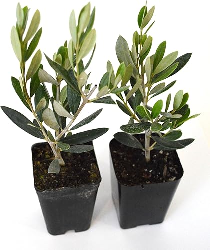 Miniatura 2 de 9GreenBox - olivo - árbol de la paz - Olea europaea - pack de 2
