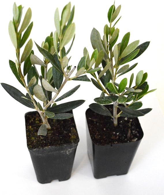 9GreenBox - Olive Tree - Tree of Peace - Olea europaea - 2 Pack