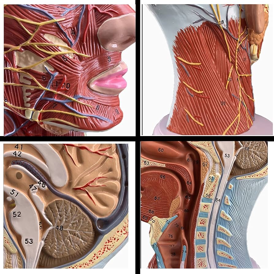 Amazon.co.jp: 脳 模型 頭の矢状断面解剖学 頭と首の解剖学 耳鼻