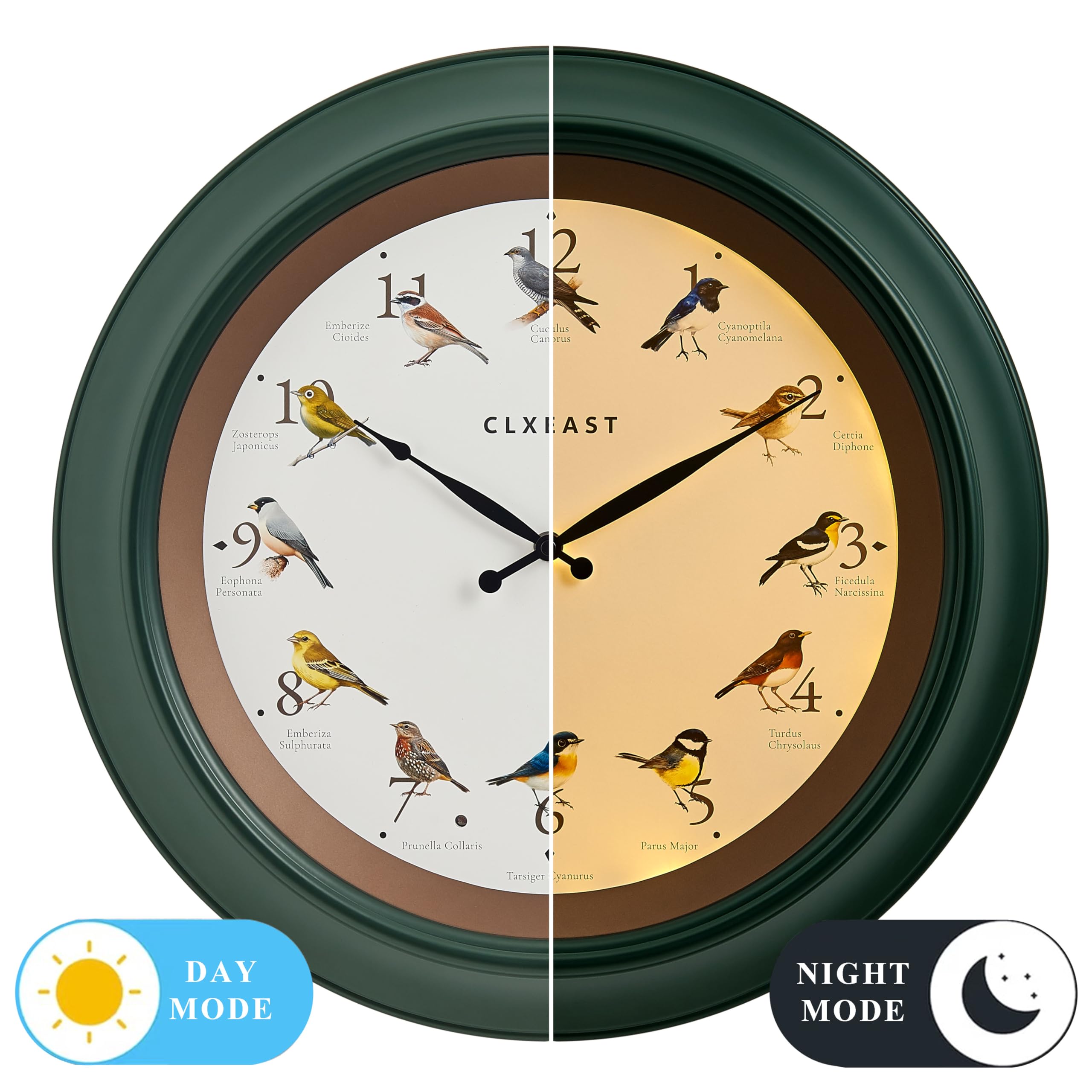 CLXEAST Reloj de pared de pájaro cantando de 45,7 cm, luz nocturna iluminada, acabado verde bosque