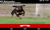 Zoom IMG-2 rottweiler fake call prank funny