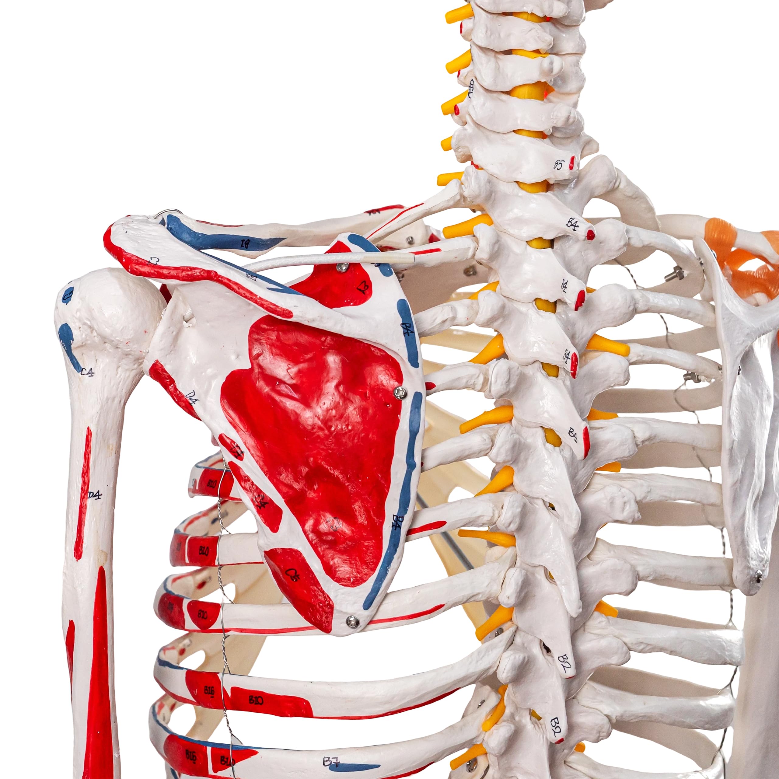 Menschliches Skelettmodell, Medizinische Anatomische Lebensgröße Skelett Replik mit Wirbelsäulennerven, Muskeleinfügung und Ursprungspunkte, Gelenkbänder, Enthält Rollstand, für Ärzte, Studenten