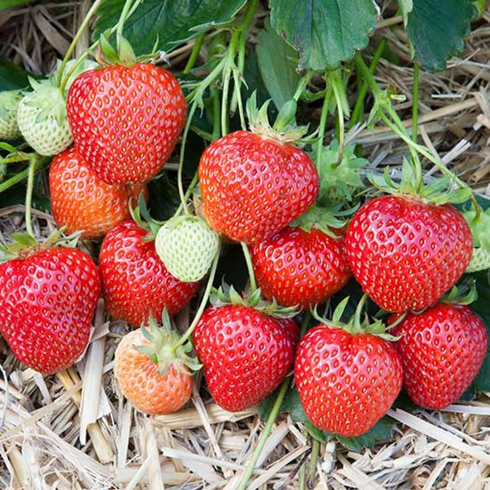 Carbeth Plants Strawberry Bare Roots - Ready to Plant Plant Runners - High Yielding Easy to Grow Soft Fruit - Sweet Homegrown Strawberries for Gardens, Pots & Hanging Baskets (Marshmello, 12)