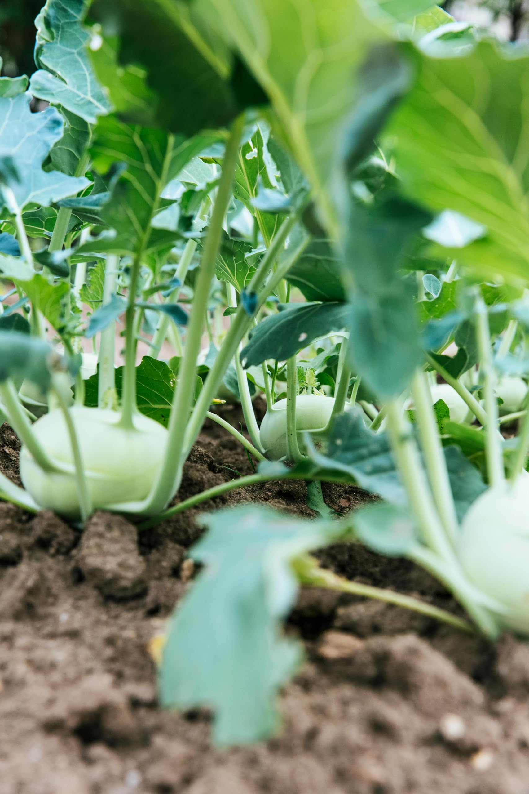 Kohlrabi Plug Plants - Grow Your Own from Our Premium Quality Plants (50)