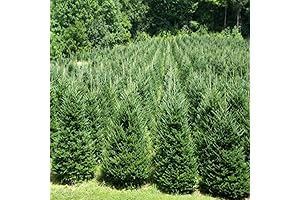 1 oz Bottle of Premium-Quality Fraser Fir Fragrance Oil