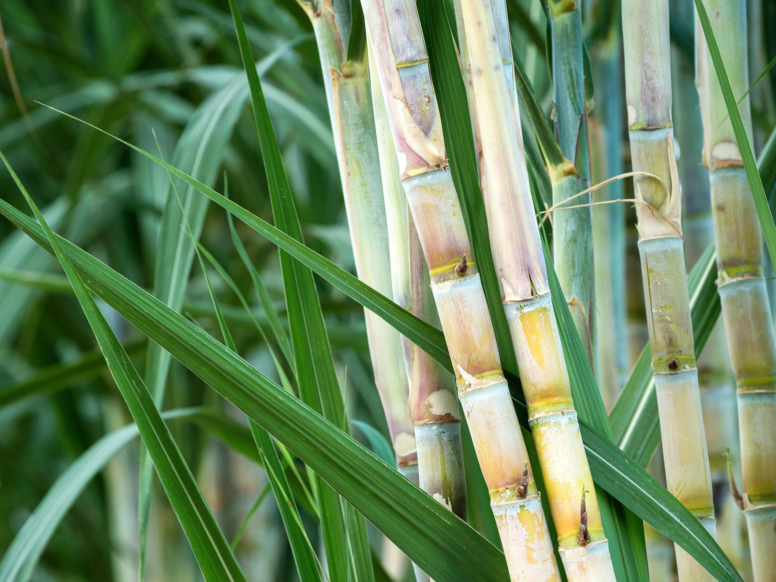 Sugarcane plant desi,plant for desi sugarcane (5 stick) (B0CTMR8X9X) Amazon Price History, Amazon Price Tracker