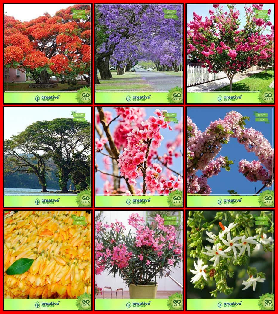 Creative Farmer Garden Seed Combo Flower Tree & Tree Seeds : Jacaranda Mimosafolia, Flame Tree, Pride Of India, Coco Tamarind, Himalayan Cherry, Champak, Cassia Javanica, Nerium Oleander, Har Singar Terrace Gardening