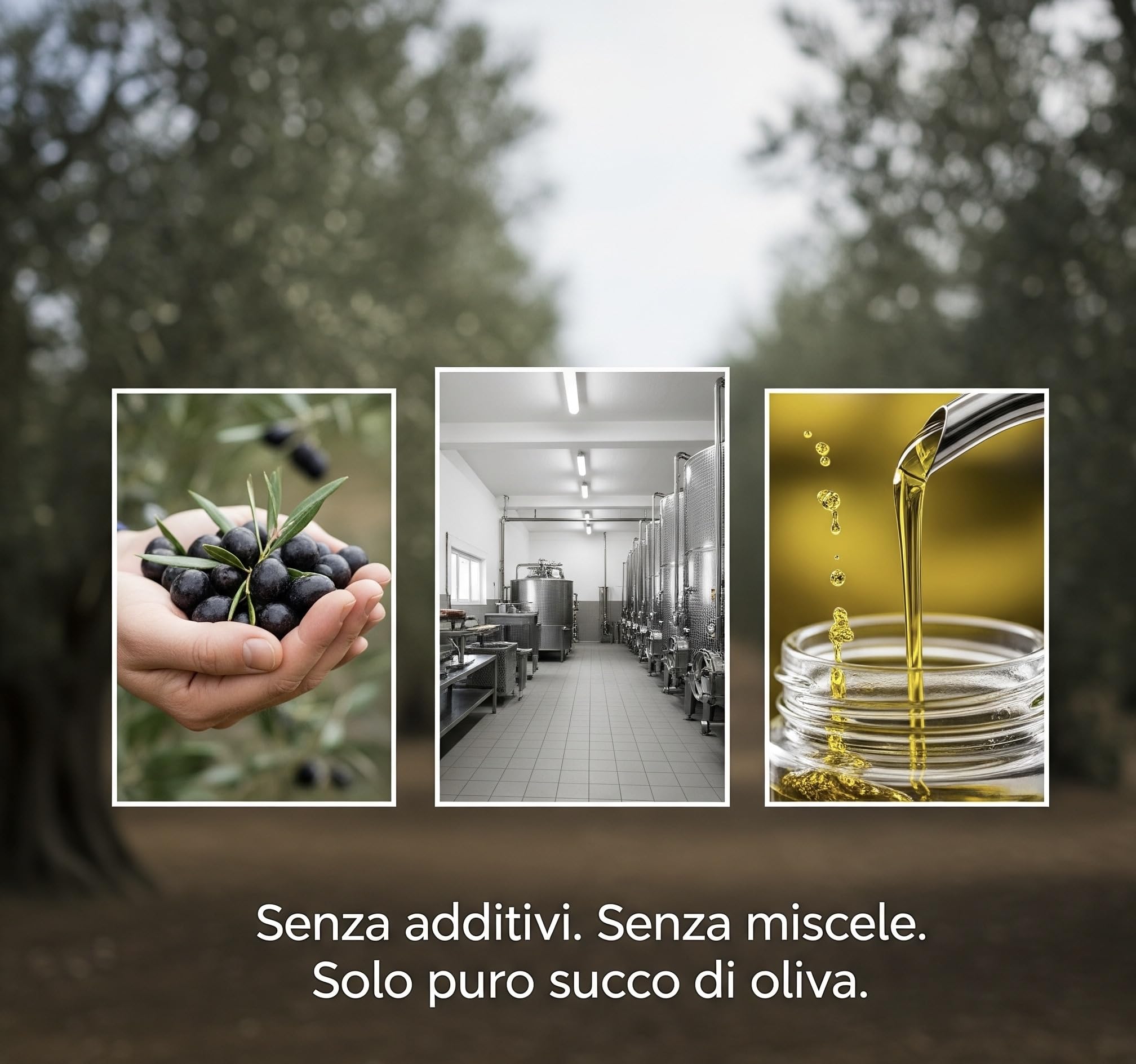 Euphoria Gift - Olio d'oliva di alta qualità | Extra vergine dalla Grecia | Estratto a freddo | Nuovo raccolto 2025-2026|Primo grado | Olive raccolte a mano | Latta da 5 litri