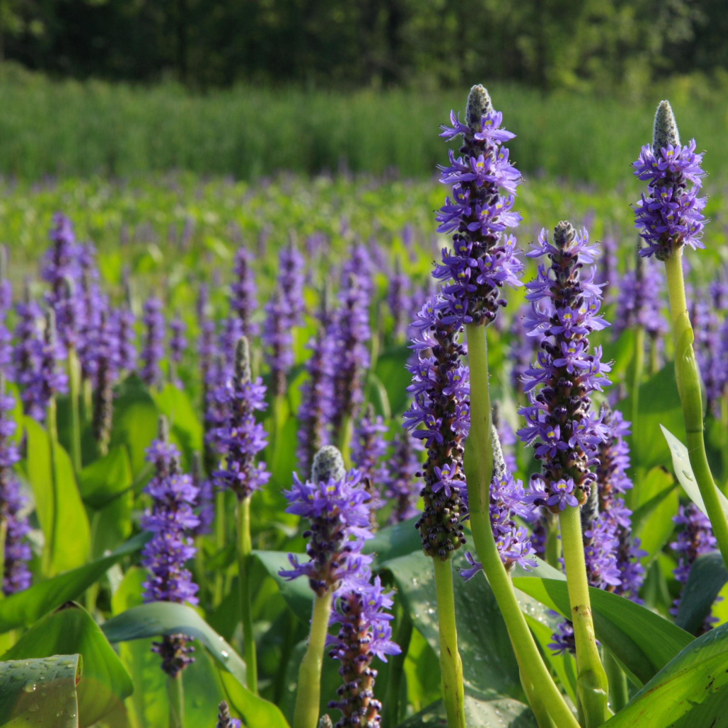 Chalily Purple Pickerel Rush