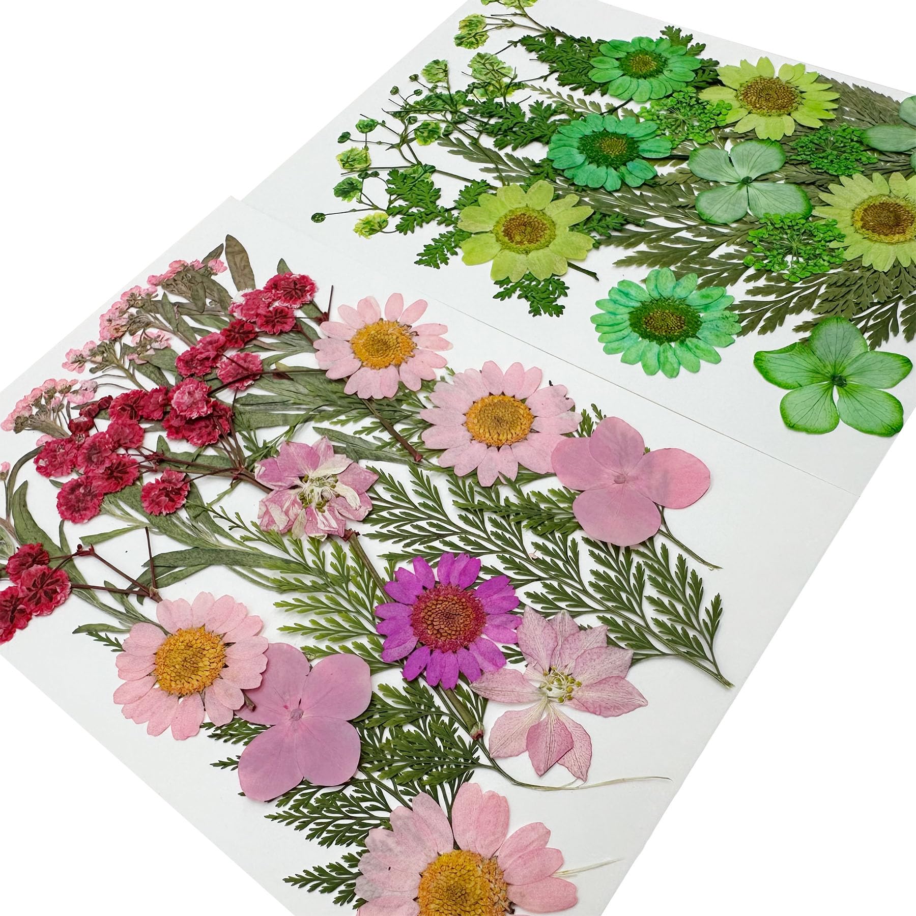 84 PCS Bricolage Fleurs Séchées Ensemble Feuilles Naturelles Pressées à