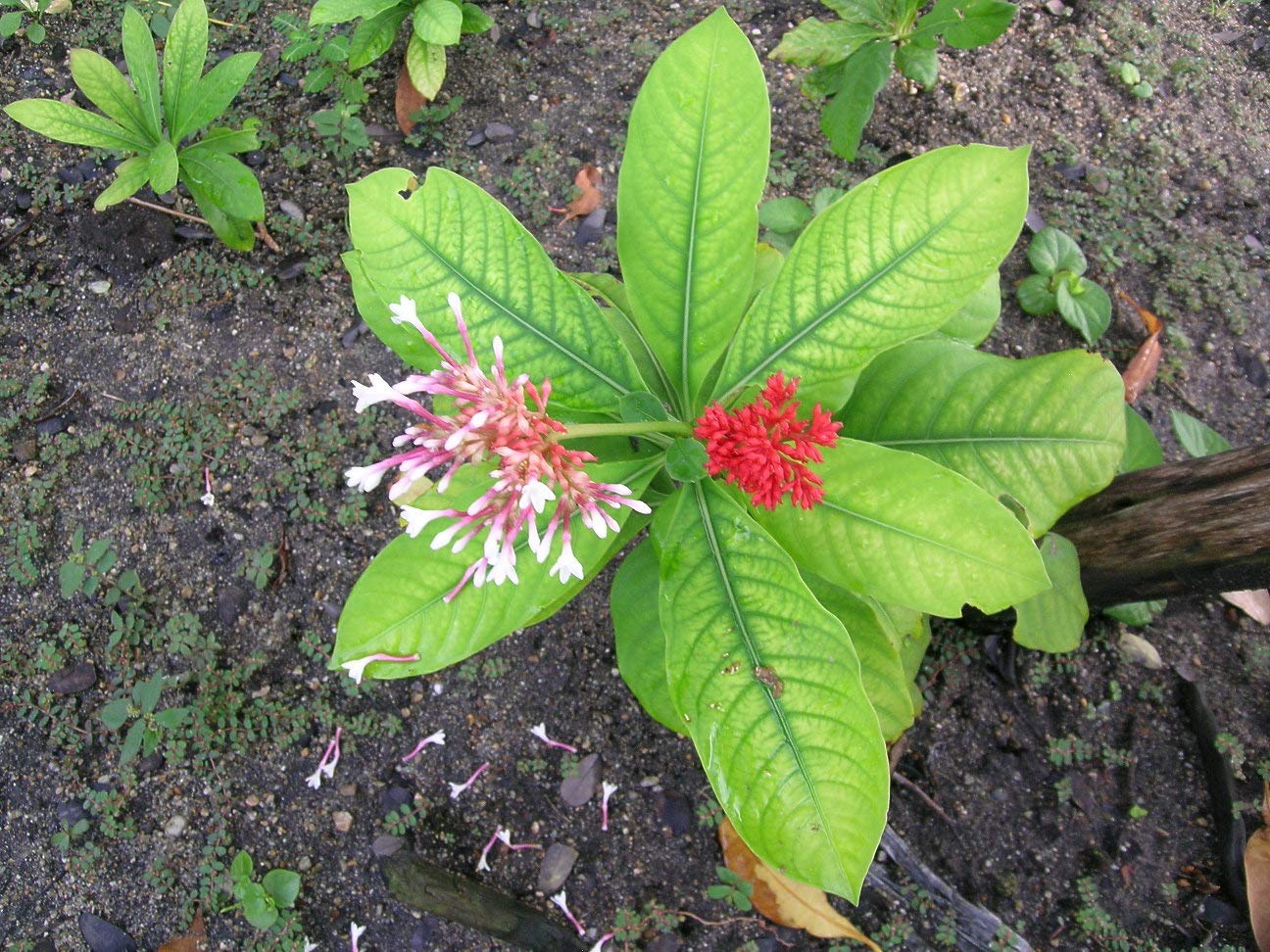 HERBALISM Sarpagandha Sarpagandha Sarpagandhi living plant. (B095MP13RS) Amazon Price History, Amazon Price Tracker