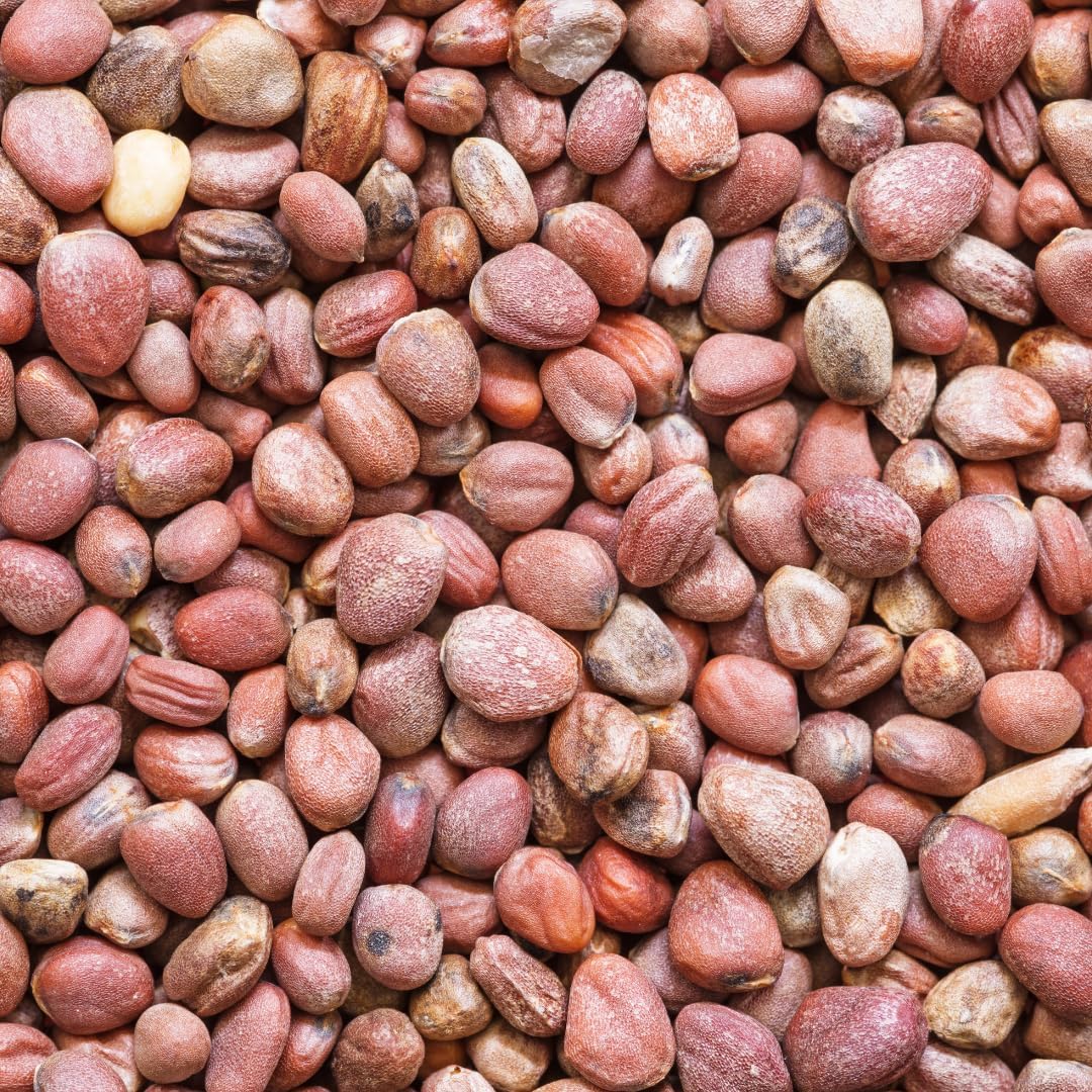 Brownie Brand Daikon Radish Seeds | Premium Cover Crop and Delicious Root Vegetable | Soil Aeration, Nutrient-Rich, Non-GMO, High-Yield Variety (5 Pounds)