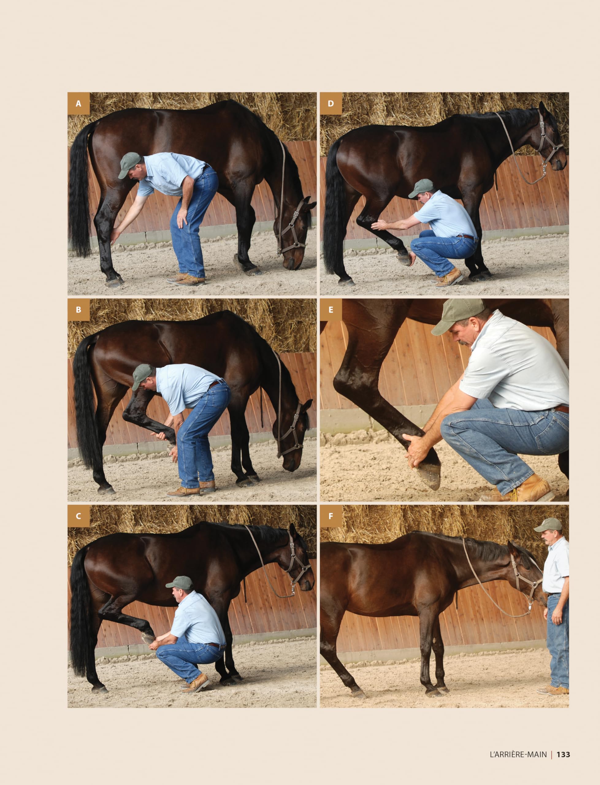 Masser son cheval : Soulager douleurs et tensions musculaires: 2e édition
