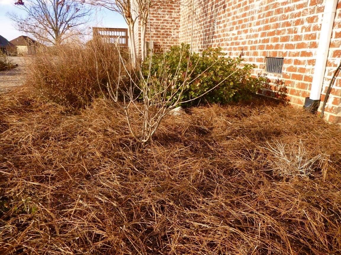 Long Needle Pine Straw Mulch - 100 Sqft Coverage 1 Set - Premium USA Harvested PineStraw for Landscaping, Weed Control, Moisture Retention & Erosion Control - USA Pinestraw