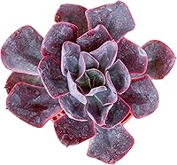 Vista 13 de Cotyledon Pendens de 4 pulgadas, suculenta viva completamente enraizada en macetas con mezcla de tierra, planta doméstica rara para la decoración