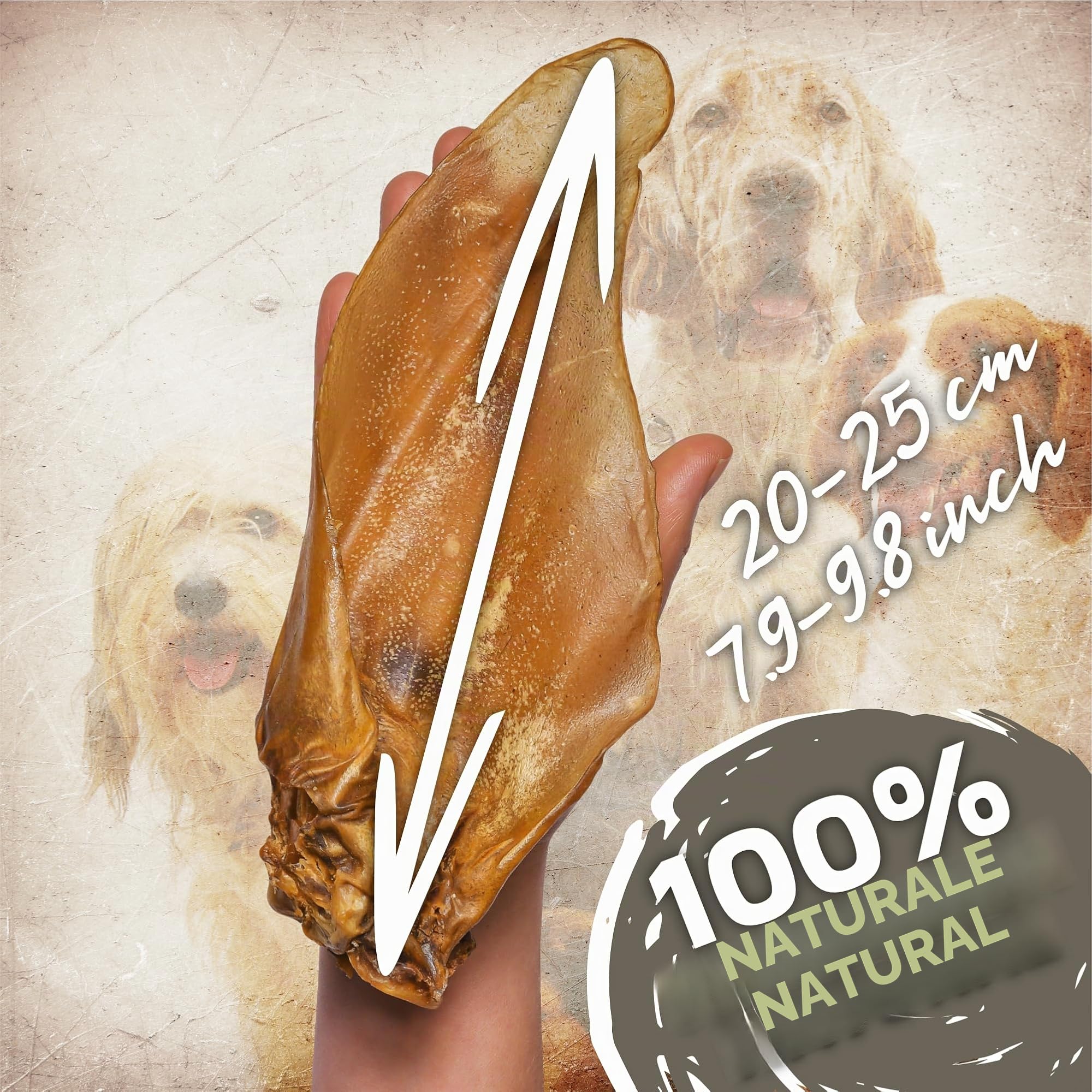 Orecchie di manzo naturali con conchiglie per cani, 10 pezzi (700 g) | Snack naturale indiano al 100% di manzo | Lungo piacere di masticazione e cura dei denti | Senza additivi