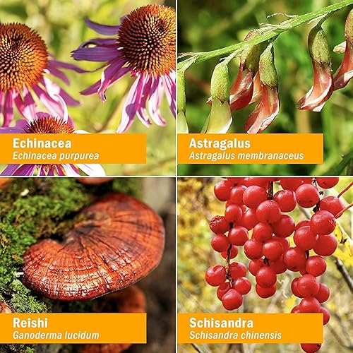 Miniatura 3 de Herb Pharm Daily Immune Builder - Defensa del sistema inmunológico a base de hierbas, 1 onza