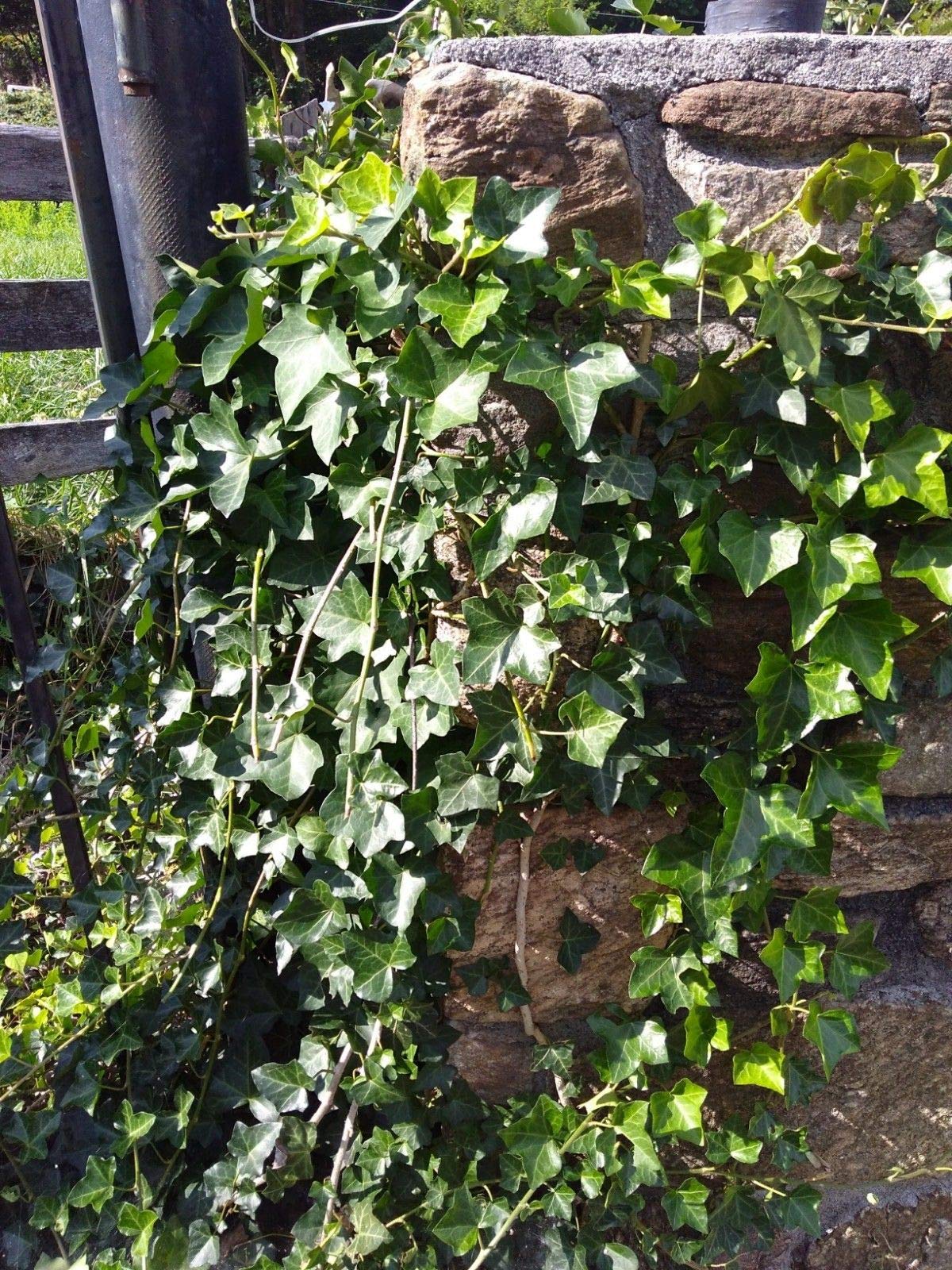 PLAT FIRM GERMINATIONSAMEN: 10#IVY Stecklinge Efeu Evergreen * nackte  Wurzel * Zimmerpflanze Efeu Reben : Amazon.de: Garten