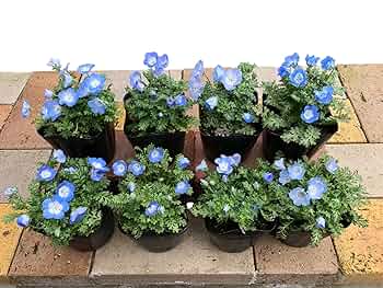 ①可憐な花のポット★茶器としても★ ①可憐な花のポット☆茶器としても☆