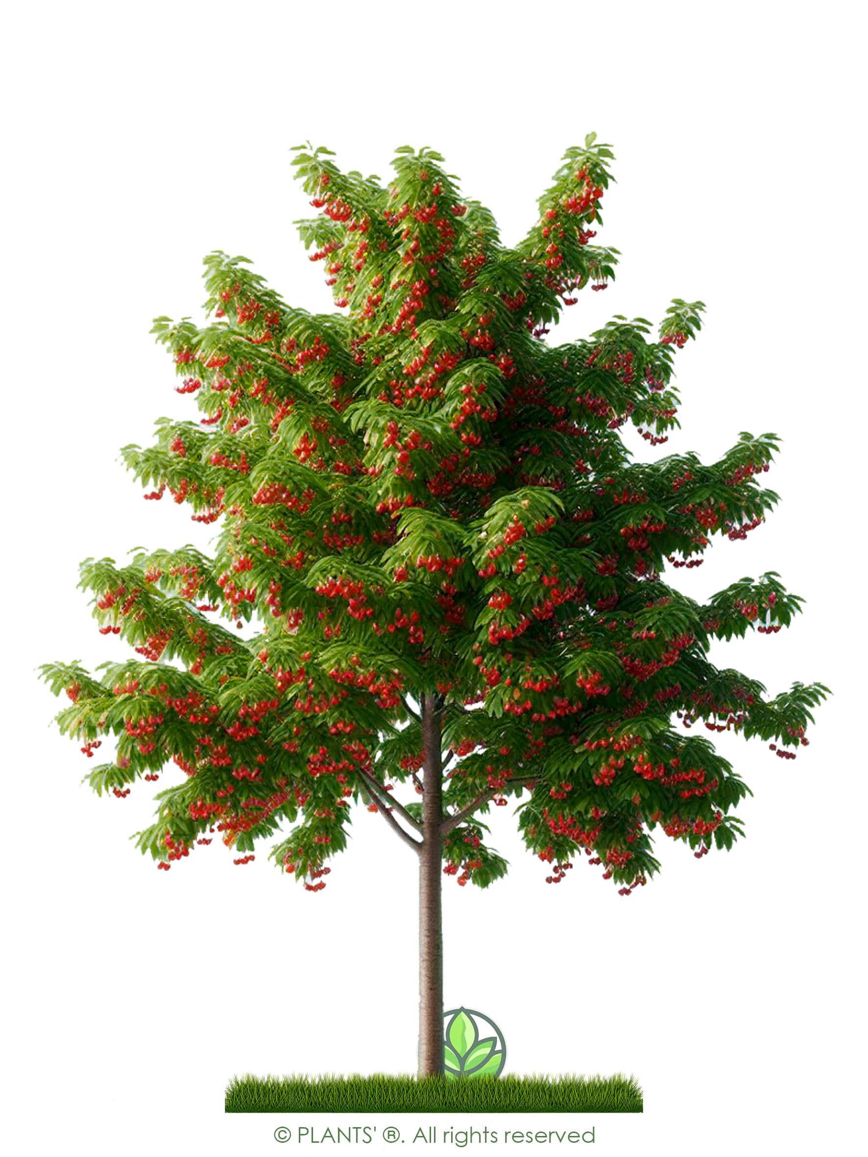 Amazon.com : Pin Cherry Tree | Premium Seeds | Prunus pensylvanica