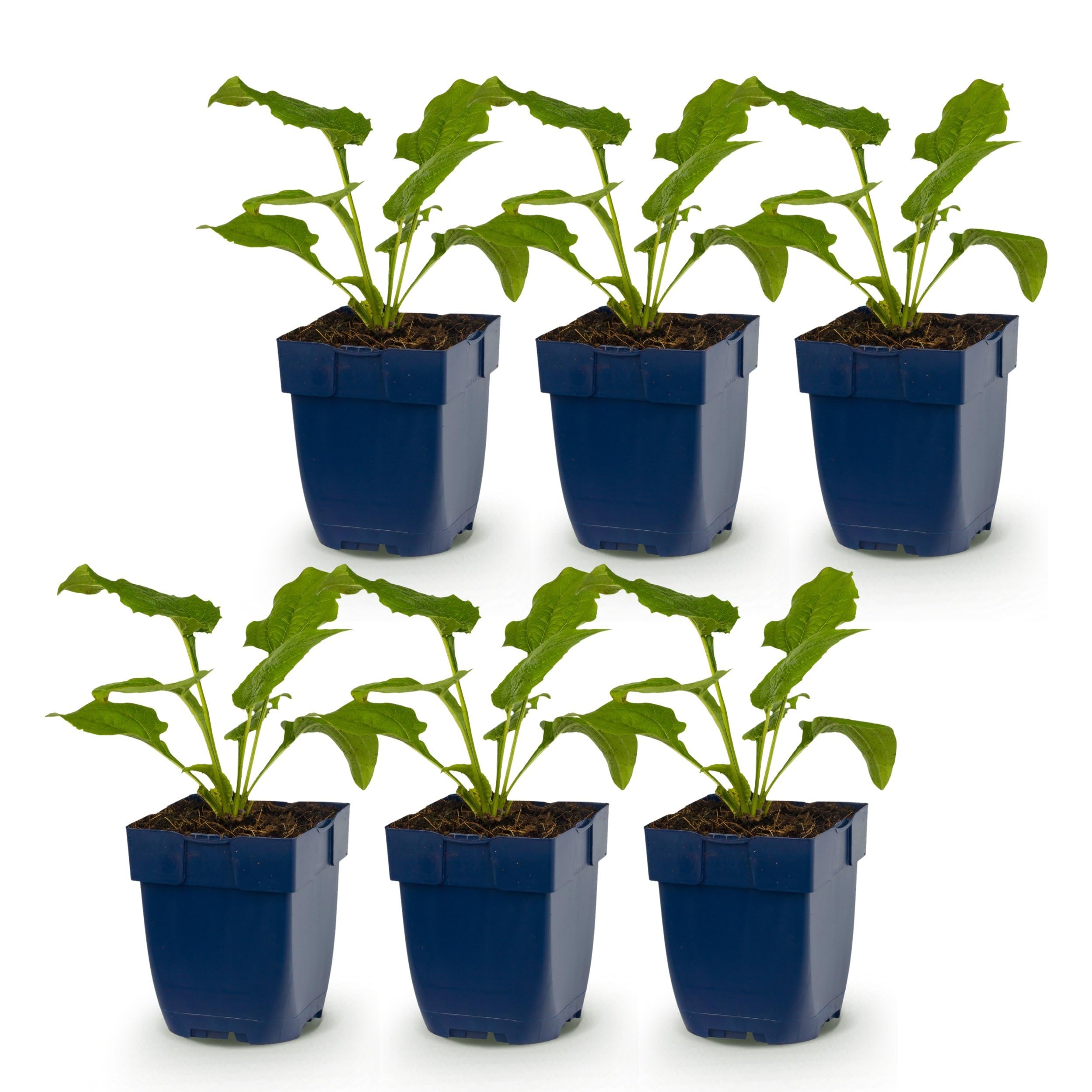 Echinacea purp. Magnus – Jeżówka purpurowa – Rośliny przyciągające pszczoły i motyle – Różowa – 6 sztuk - 15-25cm - Ø11cm - Roślina ogrodowa