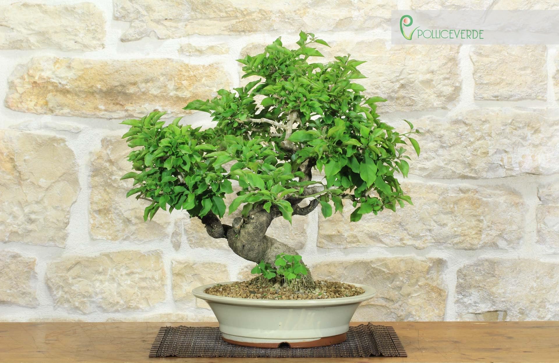 Bonsai di Bougainvillea Spectabilis (121)