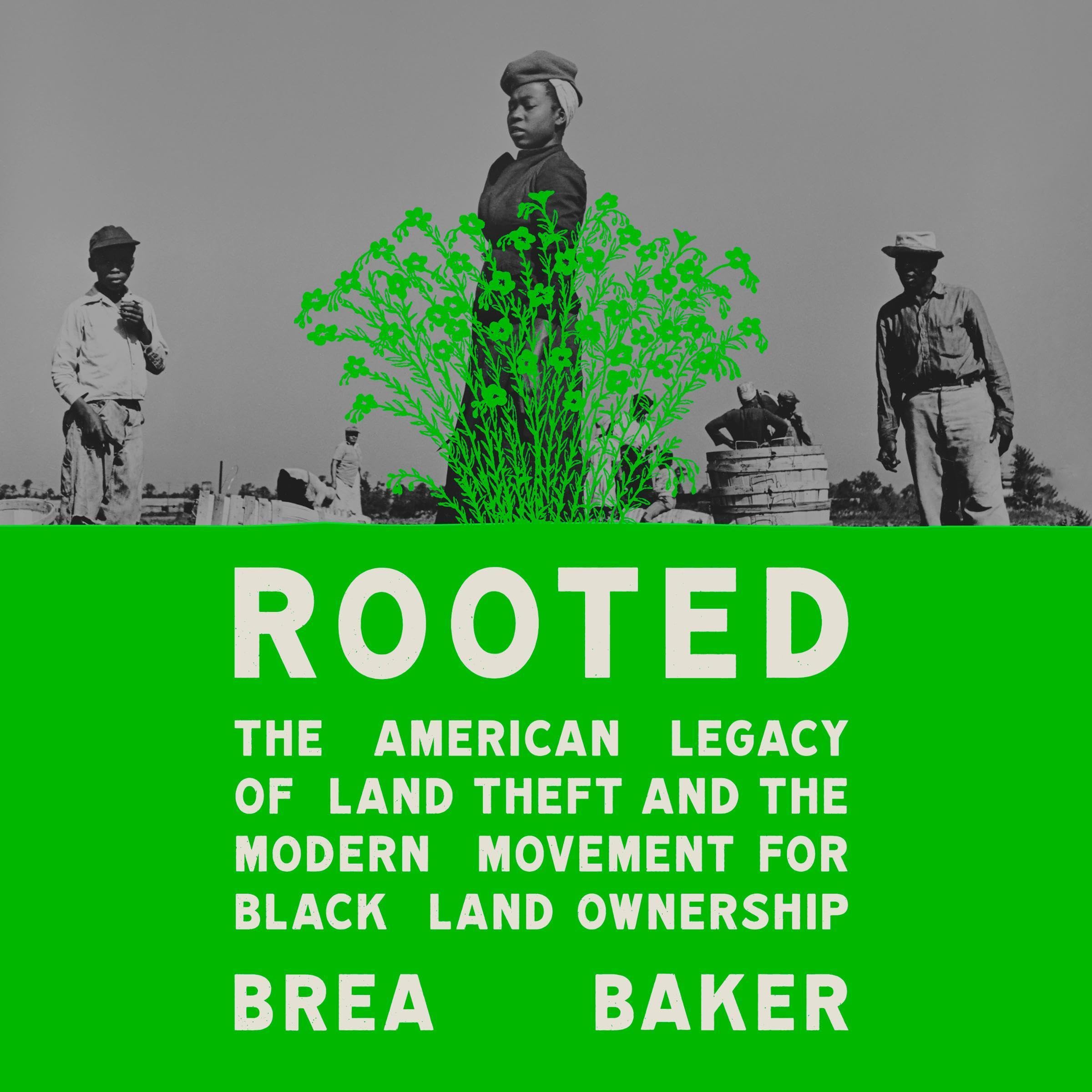 Cover art for Rooted