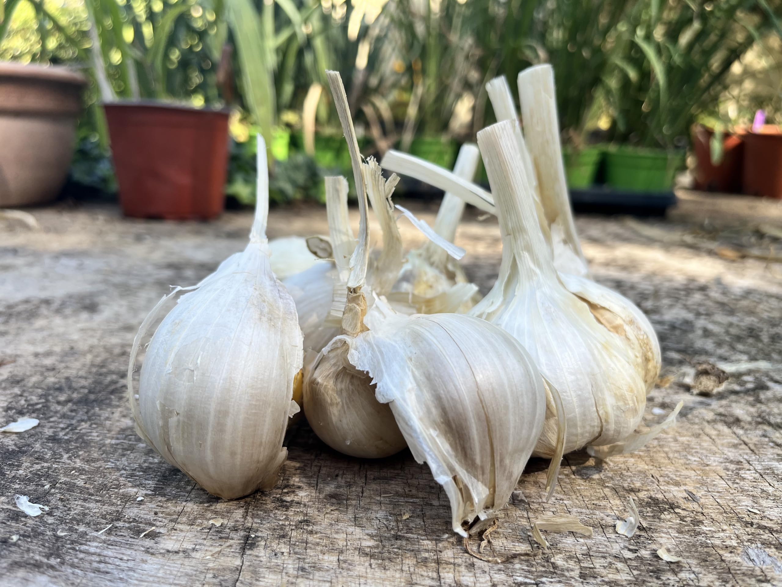 AGLIONE della Val di Chiana 500 grammi – Il vero “Aglio dei Gourmet”
