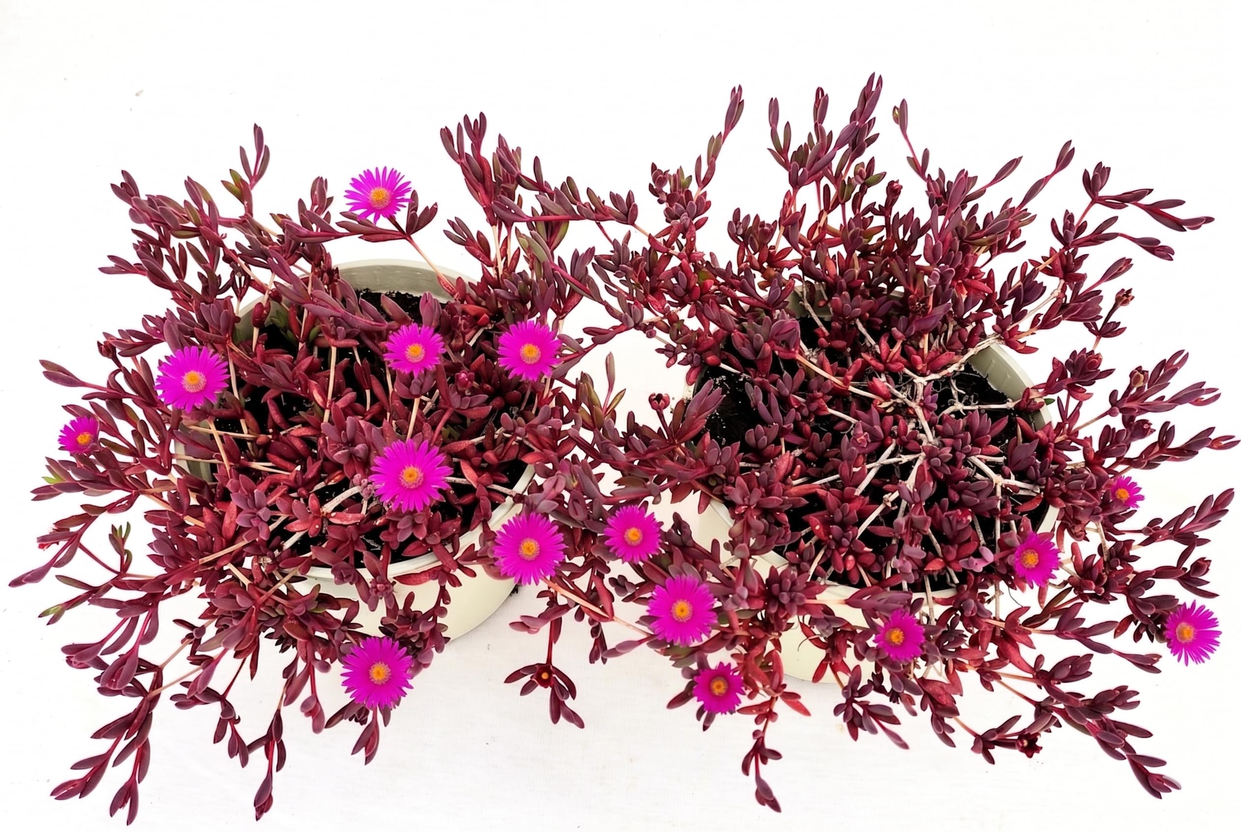 POWERS TO FLOWERS - DELOSPERMA FUCSIA, DESERT DANCERS PURPLE, MESEMBRIANTEMO RIFIORENTE, 2 PIANTE IN VASO 14 cm DIAMETRO, piante vere