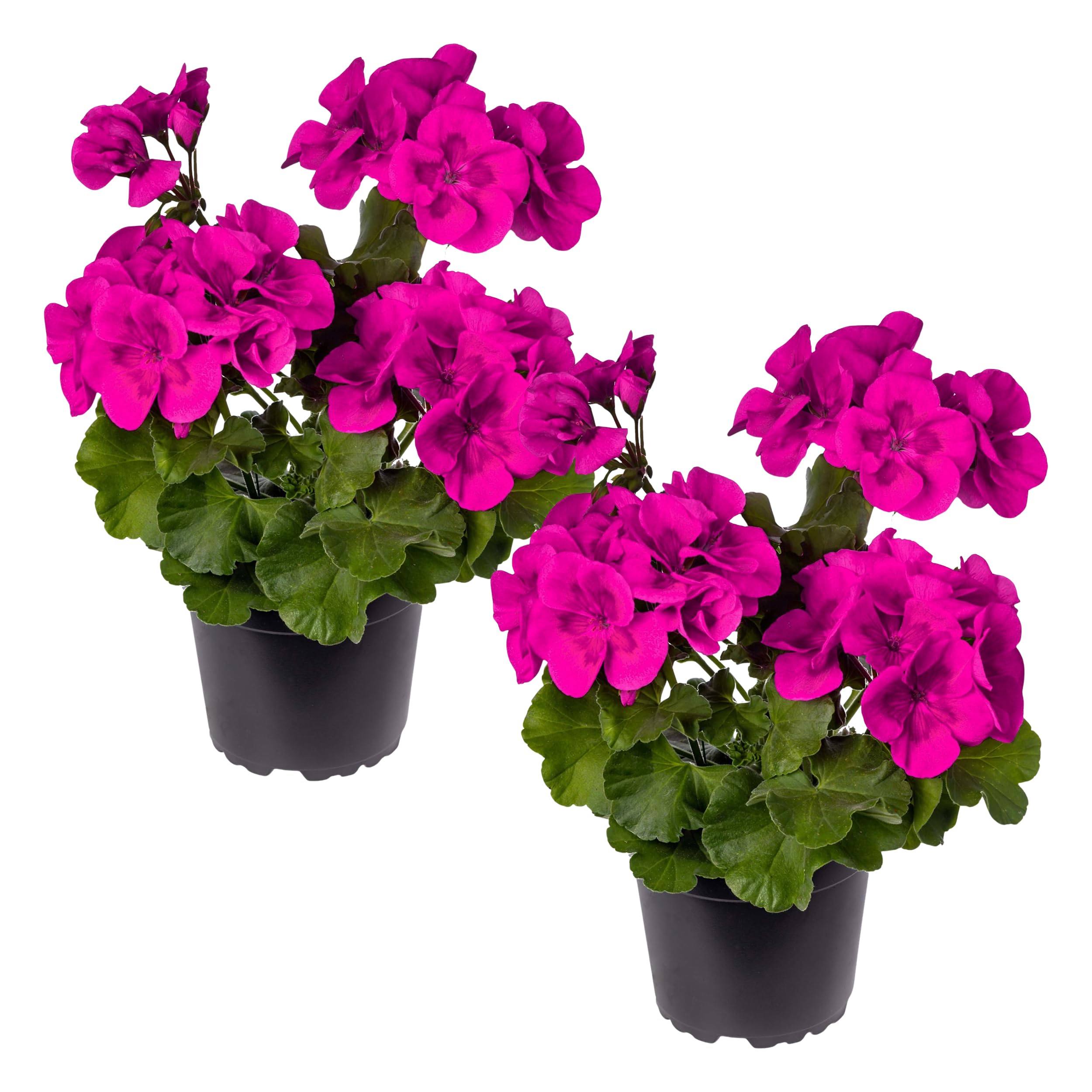 Live Flowering Zonal Geraniums - Purple