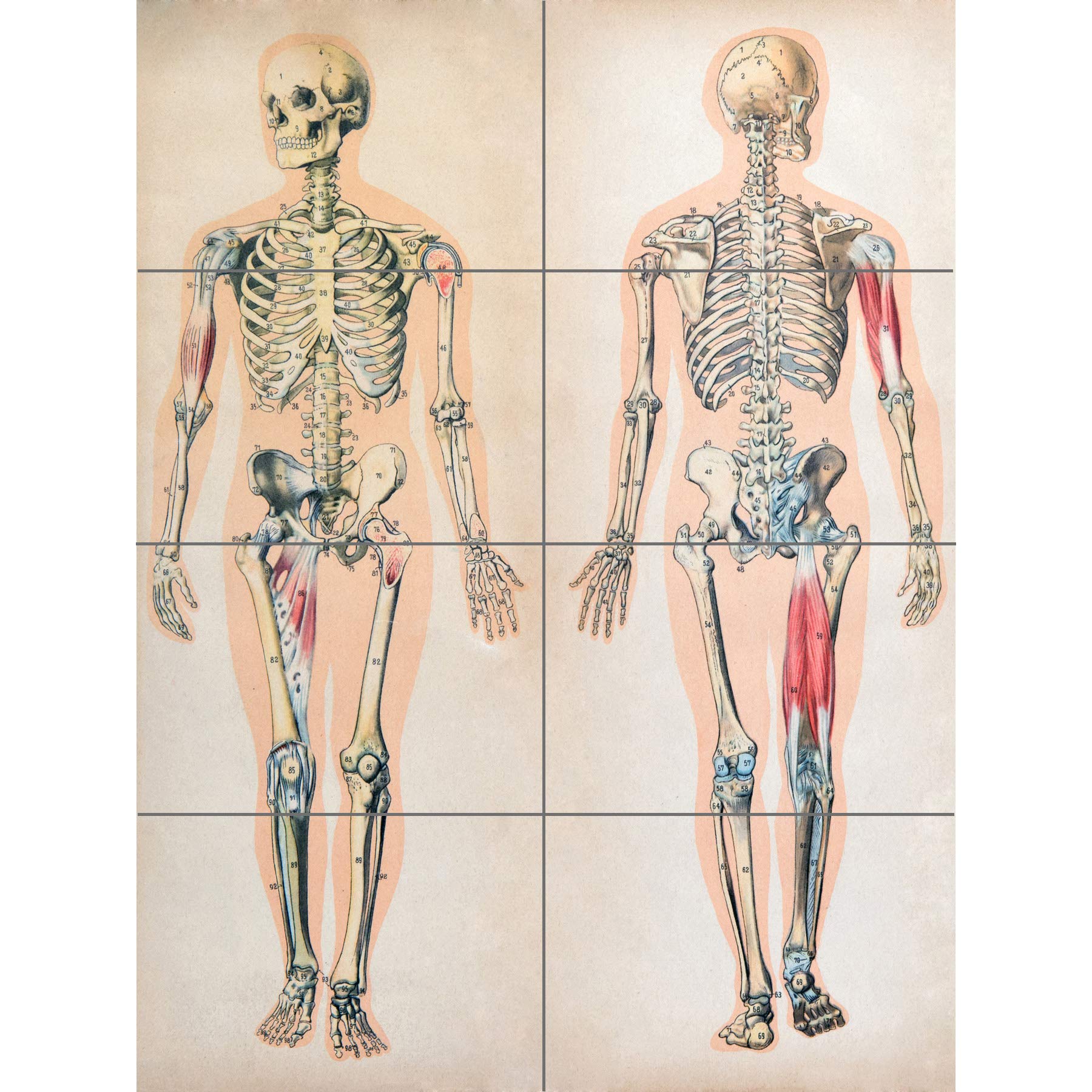 Artery8 Human Body Anatomy Skeleton Muscles XL Giant Panel Poster (8 Sections)