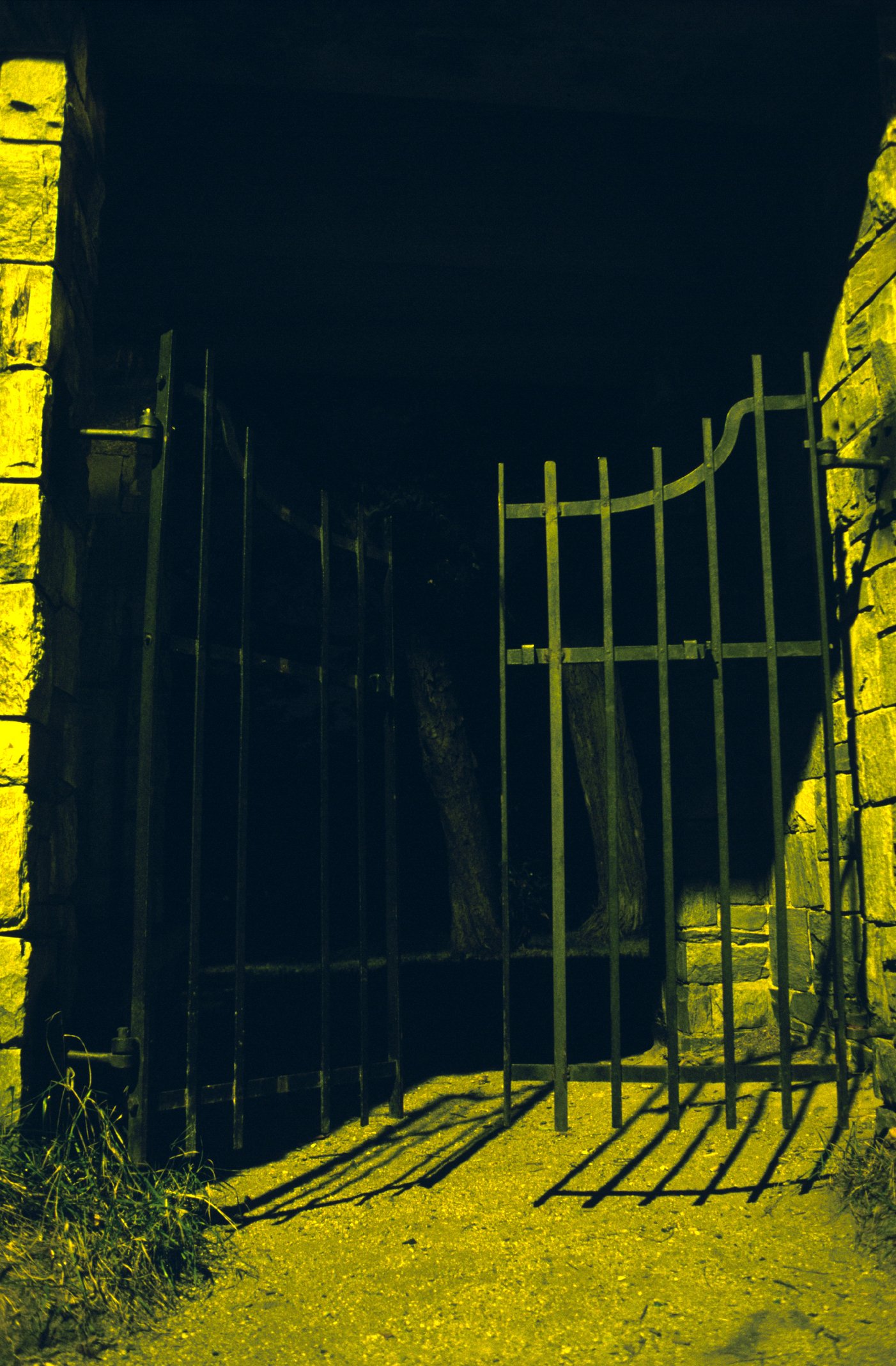 Cover of The Dead Walk Among the Living, Book 5