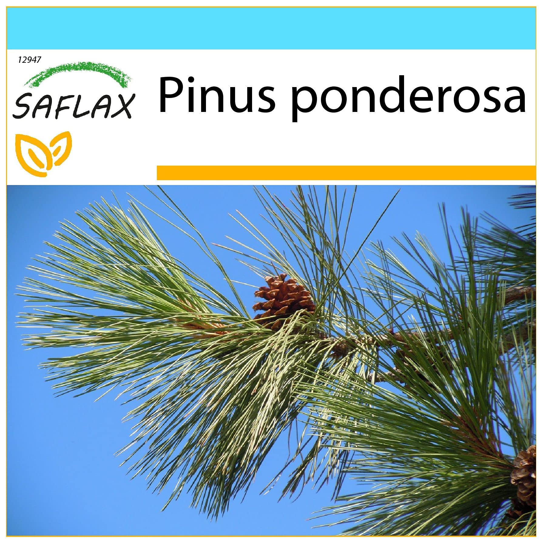 Gift Set - Ponderosa Pine - 20 Seeds - Pinus Ponderosa
