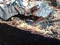 Review Image by Matticus Matticus