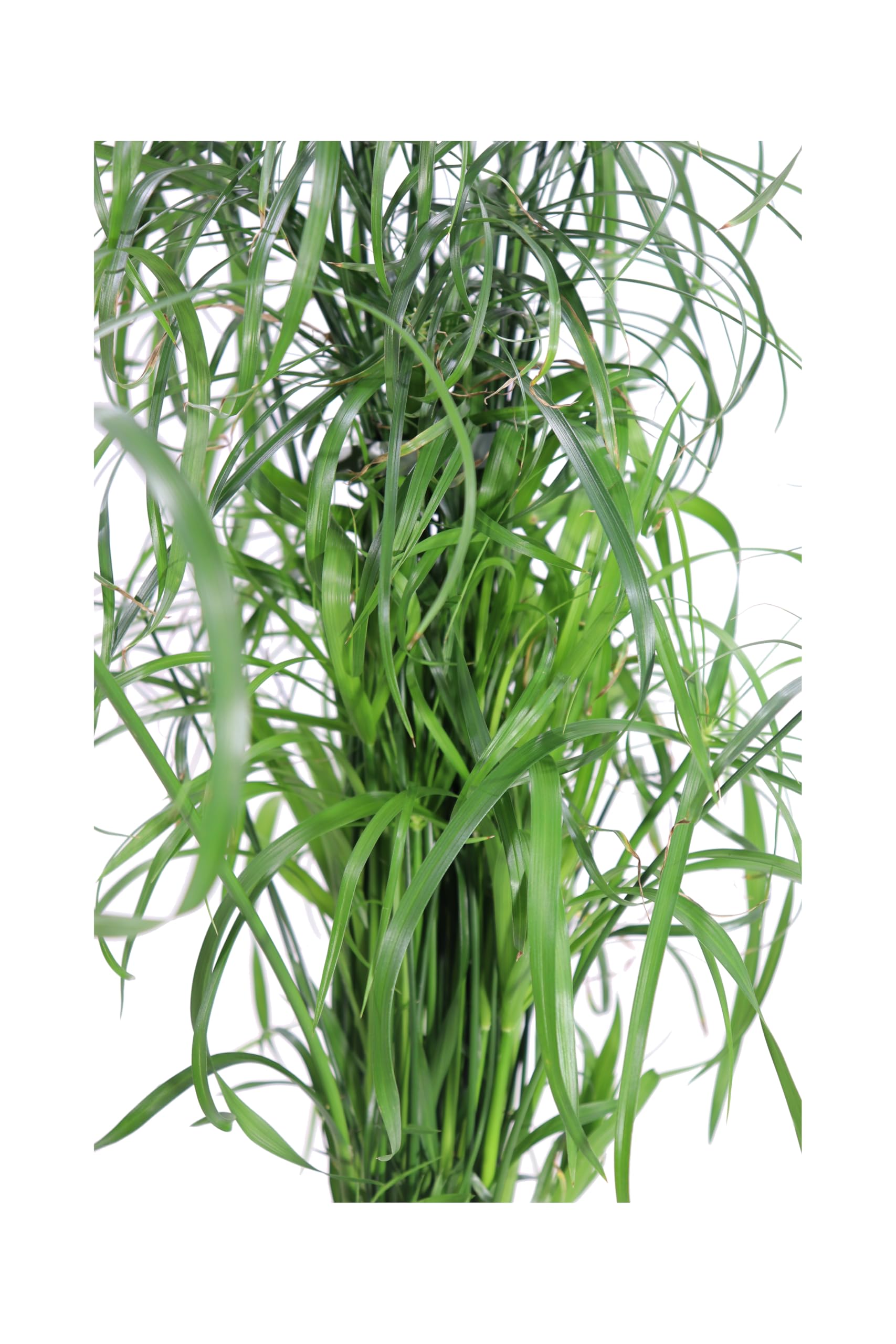 Pianta di Cyperus Alternifolius pianta di Falso Papiro pianta da esterno pianta da giardino pianta ornamentale di Papriro pianta palustre pianta vera di Cyperus Alternifolius venduta da eGarden.store
