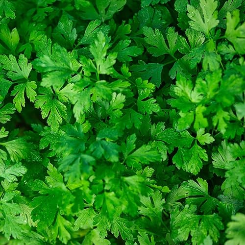 Miniatura 4 de The Old Farmer's Almanac Semillas de perejil Heirloom (hoja plana italiana verde oscuro) – Aproximadamente 1500 semillas – Sin OMG, polinizado
