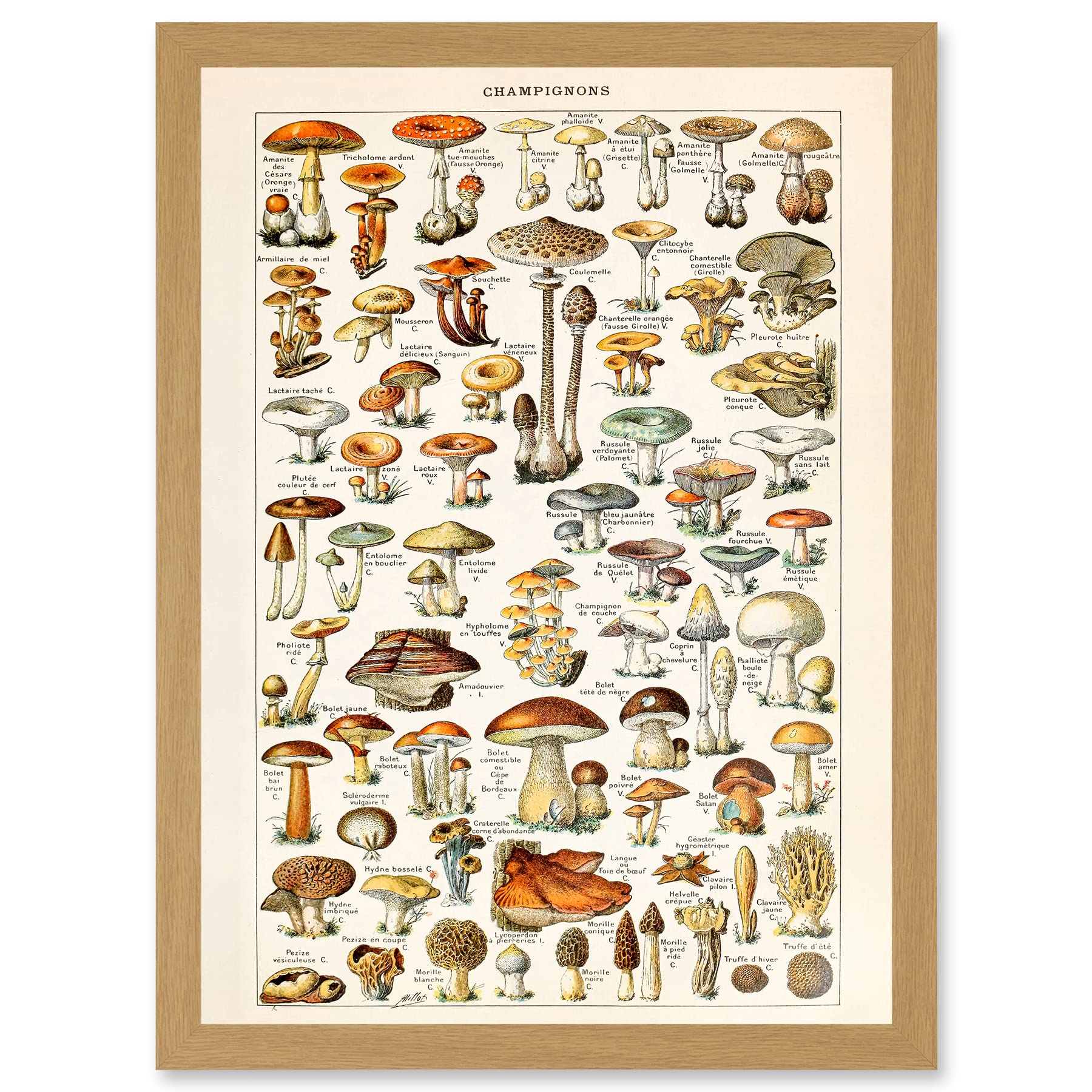 Artery8 Mushrooms Fungus Champignons A4 Artwork Framed Wall Art Print