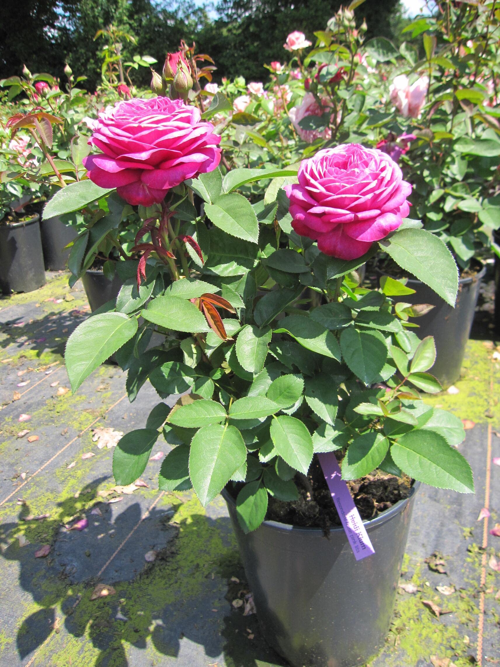 Zwergrose Heidi Klum ® - Rosa Heidi Klum ® - Tantau Rose
