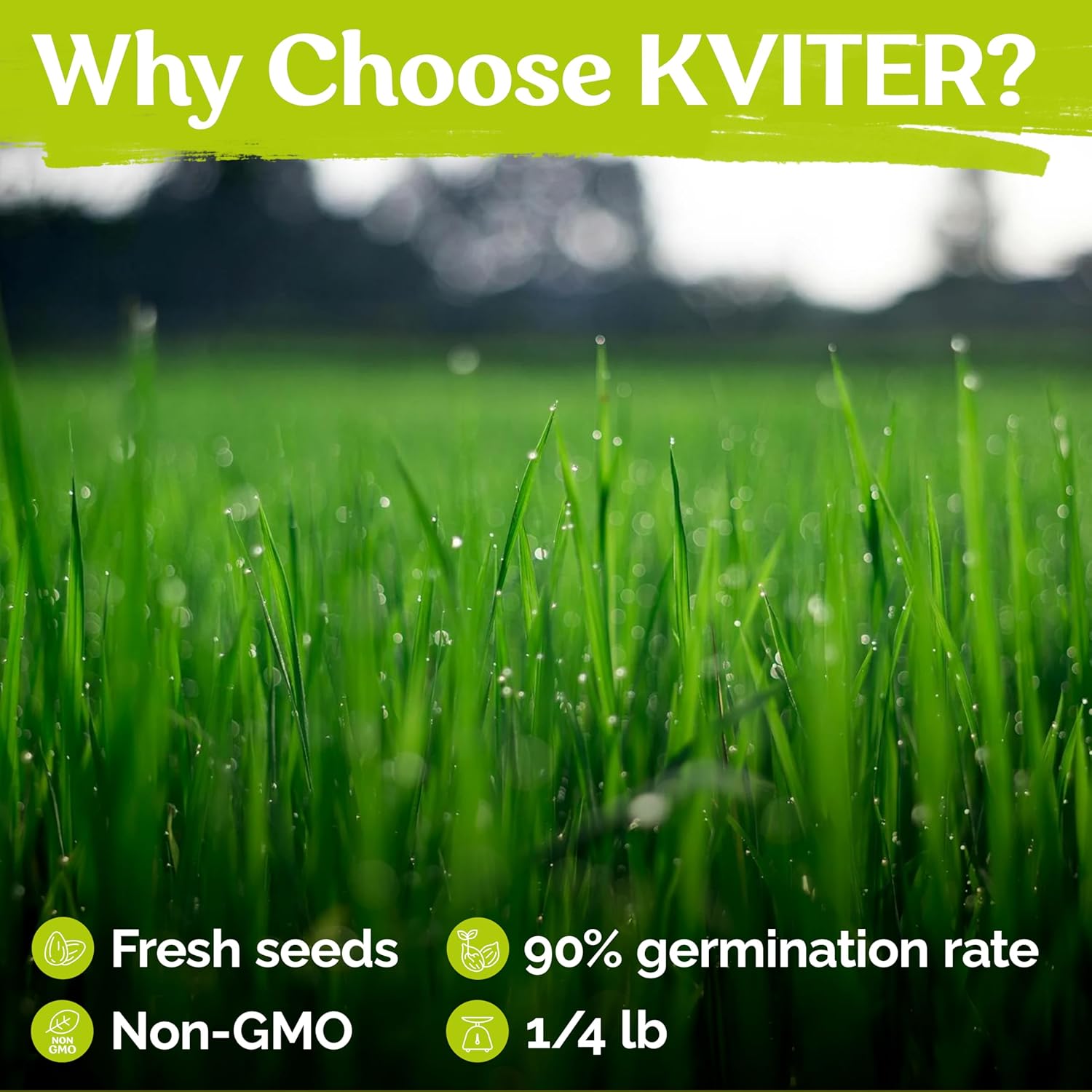 KVITER 1/4 Lb Zenith Zoysia Grass Seed (Zoysia Japonica) – Zenith Zoysia Seeds for Lawn – Dense, Grass Seed Shade & Drought Tolerant, Low Maintenance – Best Zoysia Grass Seeds for Lawn