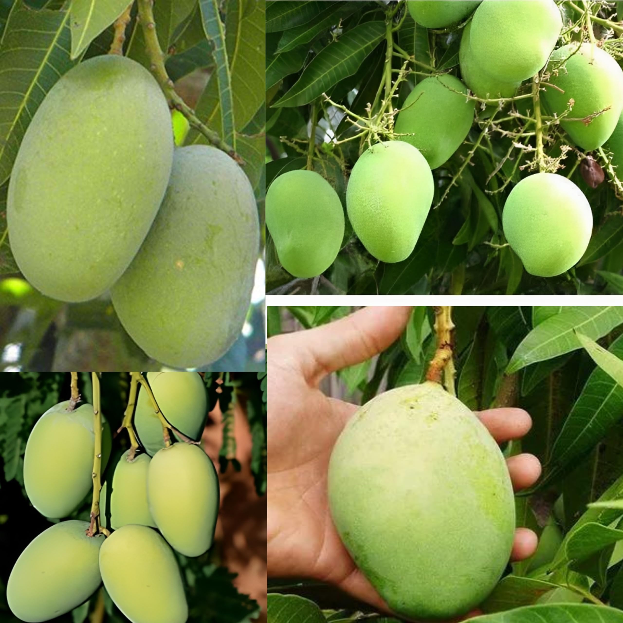 Dejestqoo Combo 2 "Rajapuri Mango Tree + Langra Mango Plant Height 2-3 Feet Mango Plant Hybrid "King Of Fruits"2 Grafted Healthy Live Plant For Home Garden