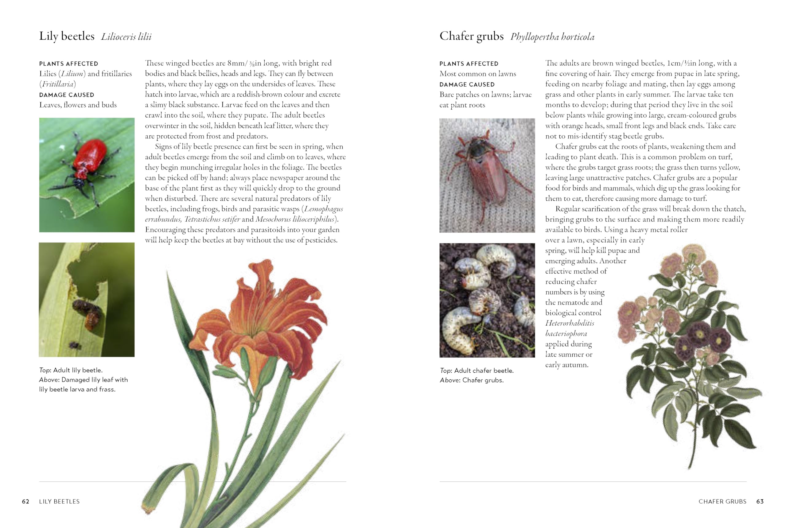Gardener's Companion to Pests and Diseases: A Guide to Diagnosis, Treatment & Prevention