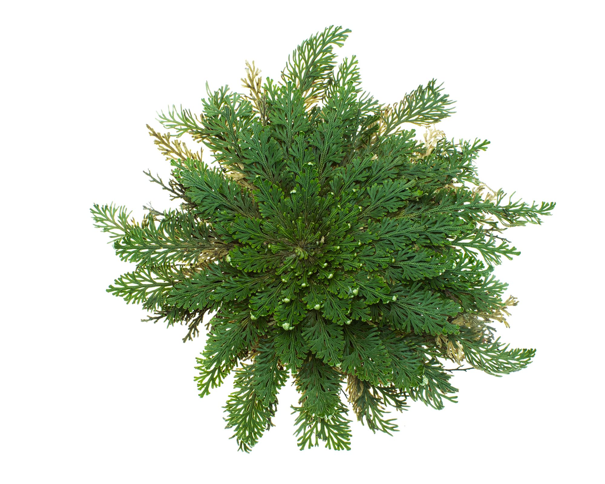 10 x Rose von Jericho | Klein | Geschenkkarton | Perfekte Indoor Pflanze als Deko oder als Mini Terrarium/Flaschengarten Zubehör | Neben Moss oder Steinpflanzen
