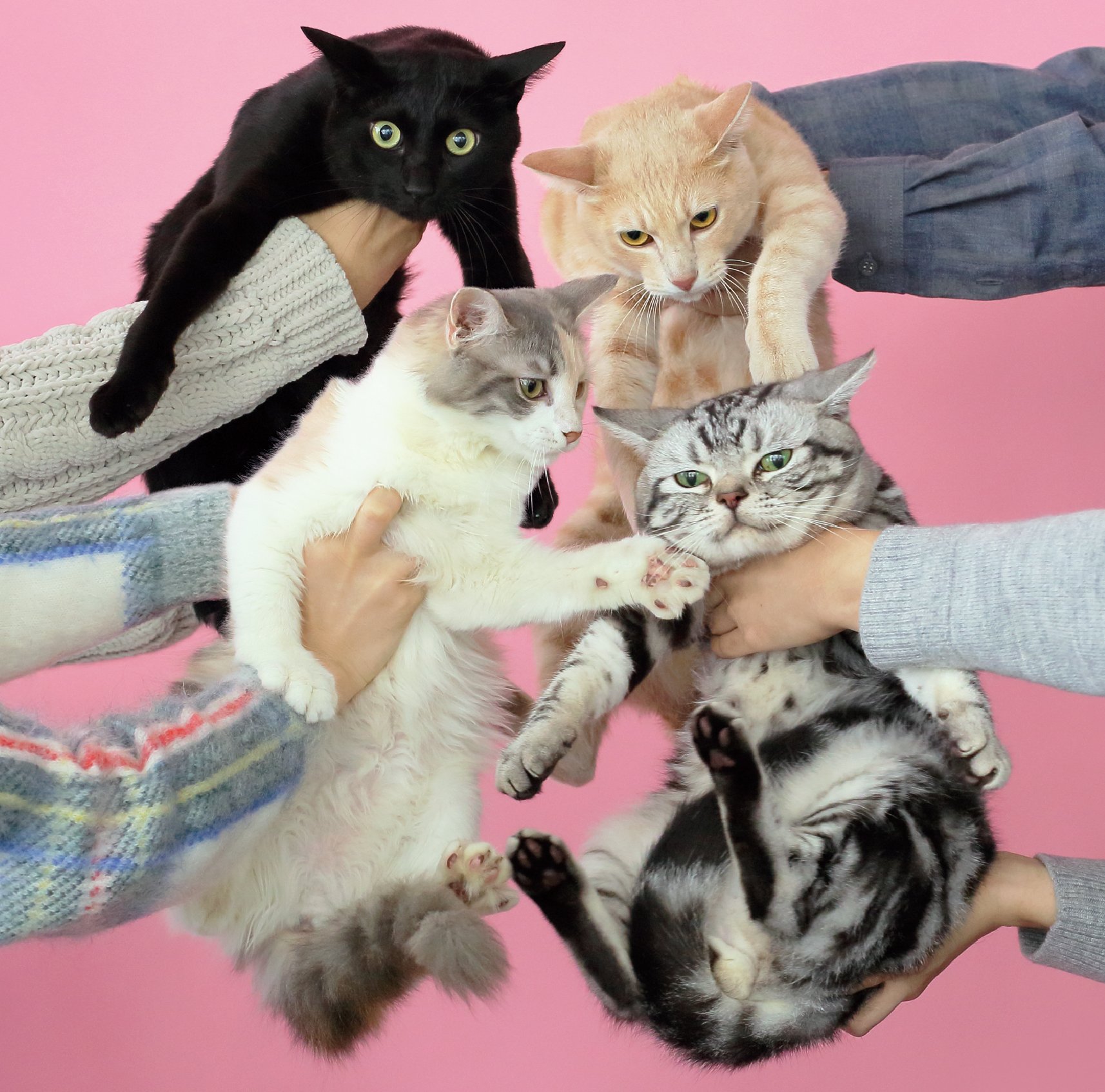 Amazon.co.jp: 猫とアレルギー - きのこ帝国: ミュージック