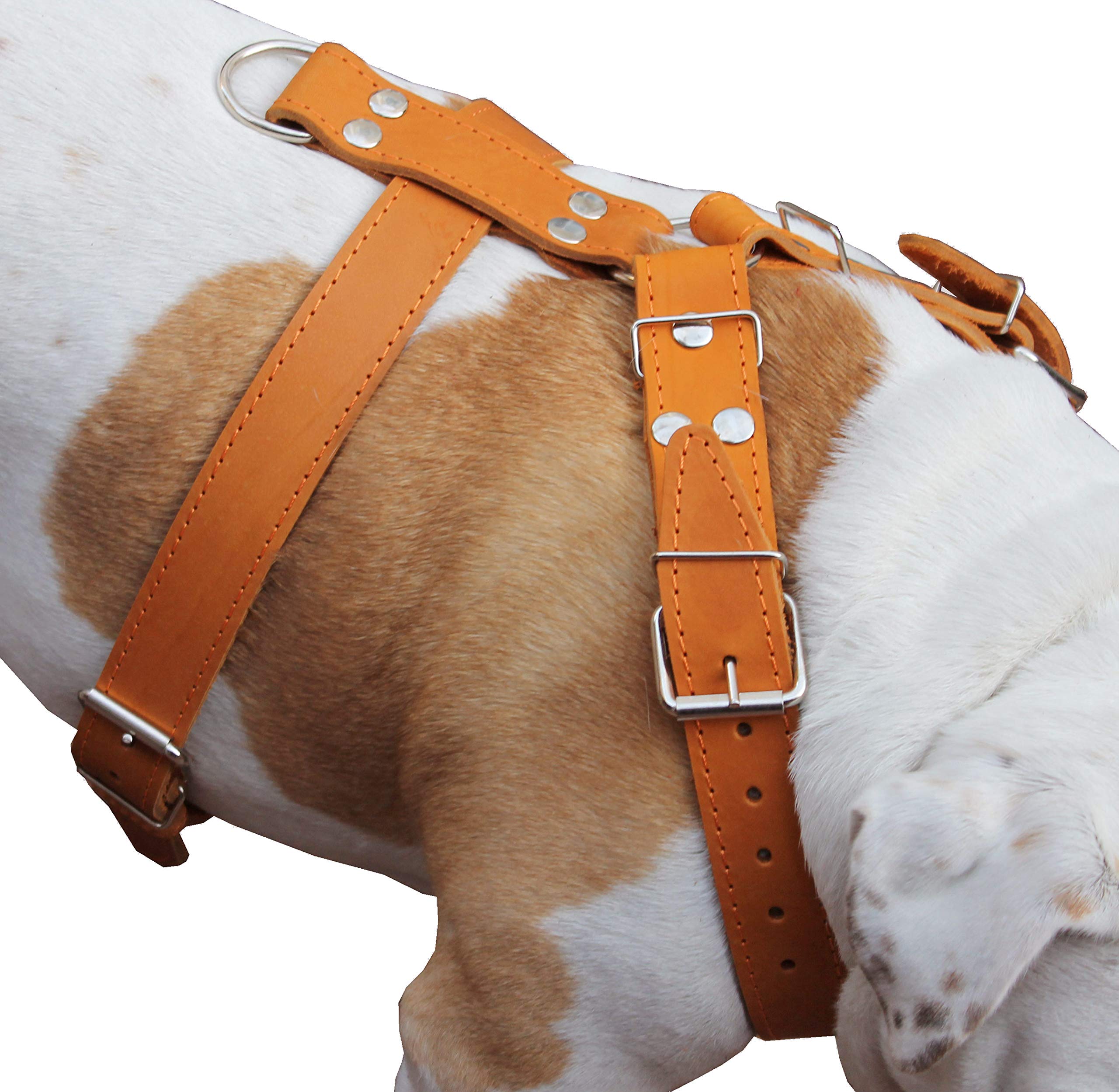 Harnais pour chien en cuir tan solide pour stopper traction Rottweiler