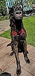 Review Image by TREVOR WACHSMAN & K9 GAMMA