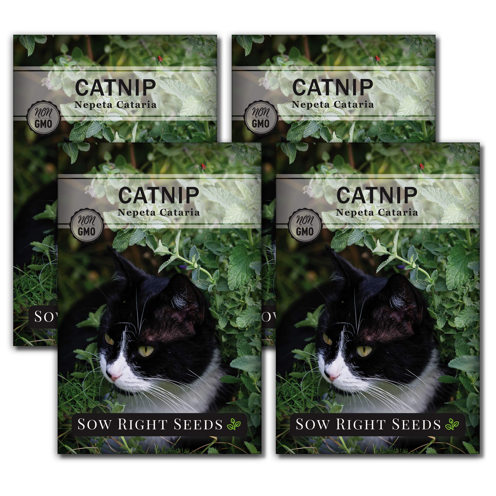 Sow Right SeedsCatnip Seed for Planting - Popular Herb for Happy Cats - Non-GMO Heirloom Packet with Instructions to Plant and Grow - A Gift for The Cat Lover - Perennial Herb Indoors (4)